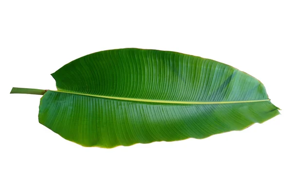 トップビュー デザインやストックフォト 夏の植物 自然植物のための白い背景に隔離された単一のバナナの葉 — ストック写真