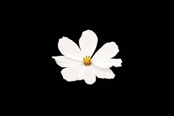 Aproape Singur Cosmos Floare Alb Culoare Floare Floare Înflorit Izolat — Fotografie, imagine de stoc
