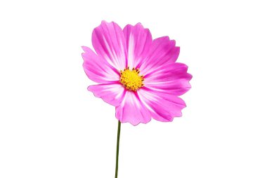 Yaklaş, tek kozmos çiçeği menekşe çiçeği çiçek tomurcukları beyaz arka planda soyutlanmış fotoğraf, çiçek, bahar çiçeği