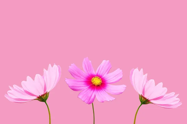Вид Сверху Коллекция Три Космоса Цветок Фиолетовый Белый Цветок Цветок — стоковое фото