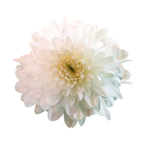 Top Veiw Lumineux Chrysanthèmes Simples Fleurs Blanches Floraison Isolé Sur — Photo