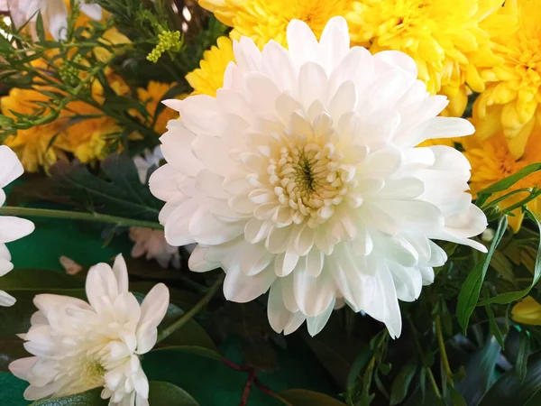 Nahaufnahme Einzelne Weiße Chrysanthemen Blume Blühende Weiche Unschärfe Hintergrund Für — Stockfoto