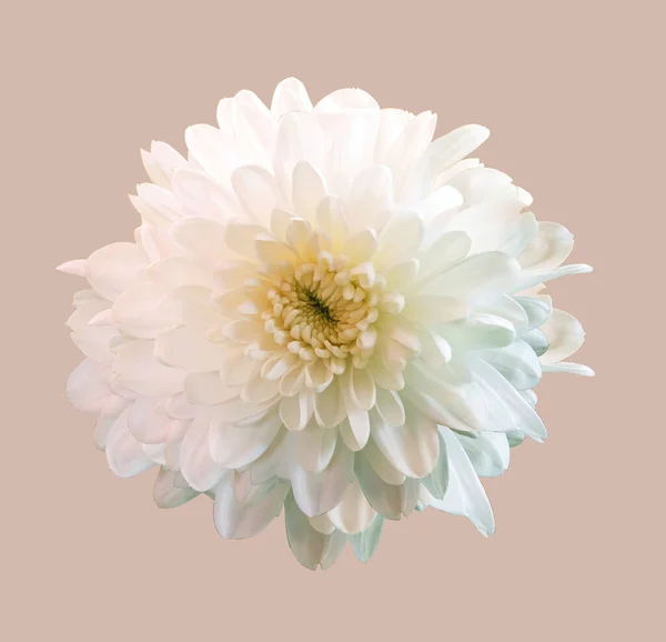 stock image Top veiw, brigness single white chrysanthemums flower blossom blooming  isolated on light warm brown background for stock photo or illustration, summer plants