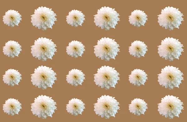 Топовий Колір Яскравий Візерунок Колаж Білих Хризантем Квітка Розквітає Ізольовано — стокове фото
