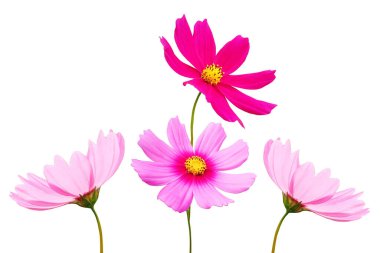 Üst manzara, Koleksiyon dört kozmos çiçeği menekşe ve beyaz çiçek çiçek tomurcukları beyaz arka planda izole edilmiş stok fotoğrafı, ev bitkisi, bahar çiçeği