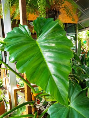 Closeup, Philodendron ornatum green leaf for background design or stock photos, summer plant, single flora