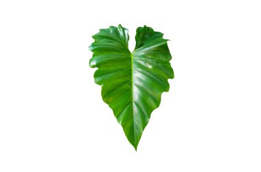 Closeup, Philodendron ornatum green leaf isolated on white background for design or stock photos, summer plant, single flora