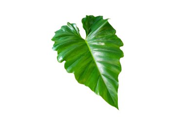 Closeup, Philodendron ornatum green leaf isolated on white background for design or stock photos, summer plant, single flora