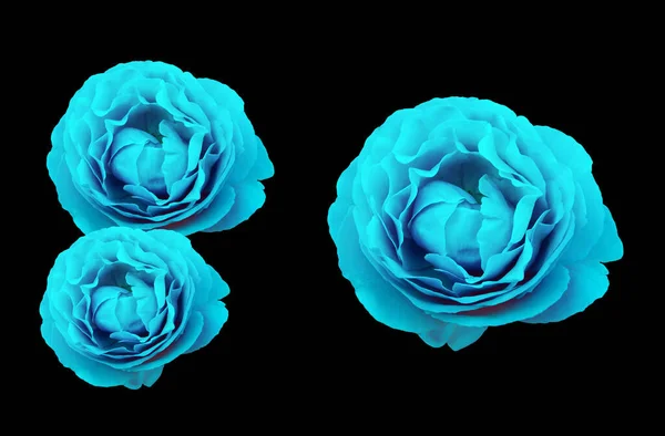 Колекція Трьох Троянд Синього Кольору Розквітає Ізольовано Чорному Тлі Фотографій Стокова Картинка