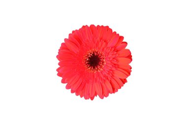 Close up, Single red color gerbera flower blossom blooming isolated on white background for stock photo, house plants, spring floral, bouquet