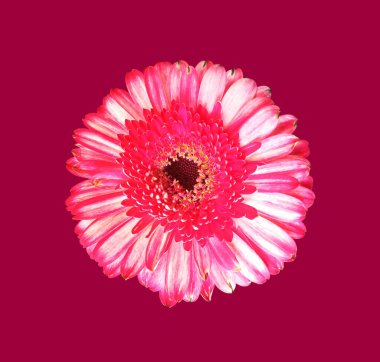 Close up, Single pink white color gerbera flower blossom blooming isolated on dark magenta red background for stock photo, house plants, spring floral, bouquet