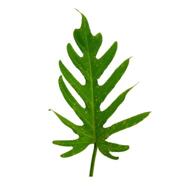 Single leaf of philodendron green colour isolated on white background for design or decoration advertising product, tropical plant, flat lay, beautiful nature of thaumatophyllum xanadu leaves