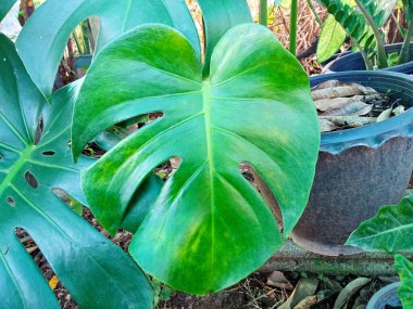 Top veiw, Bright fresh monstera green leaf on tree blurred background for stock photo or advertisement, Genus of flowering plants, product