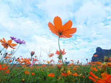 Yaklaş, kozmos çiçeği tomurcuklanan yumuşak bulanık arka plan stok fotoğrafı, çiçek, bahar çiçeği, hiç kimse