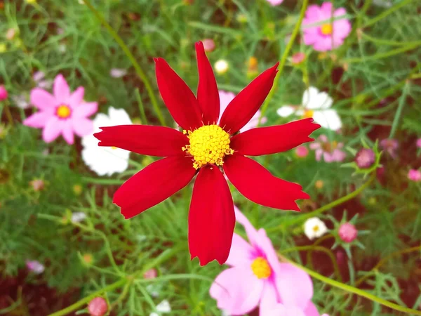 Крупним Планом Одиночна Квітка Космосу Червоного Кольору Квітка Розквітає Який — стокове фото