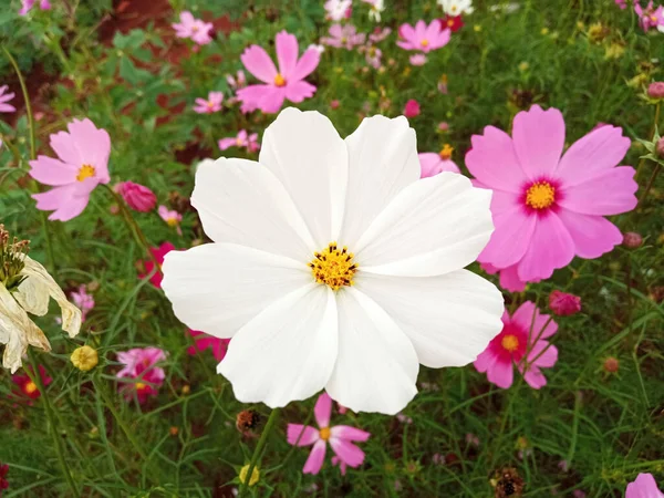 Nahaufnahme Einzelne Kosmos Blume Weiße Farbe Blume Blühen Weichen Verschwommenen — Stockfoto