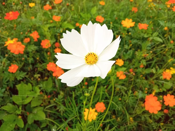 Blisko Pojedynczy Kosmos Kwiat Biały Kolor Kwiat Kwiat Kwitnący Miękkie — Zdjęcie stockowe