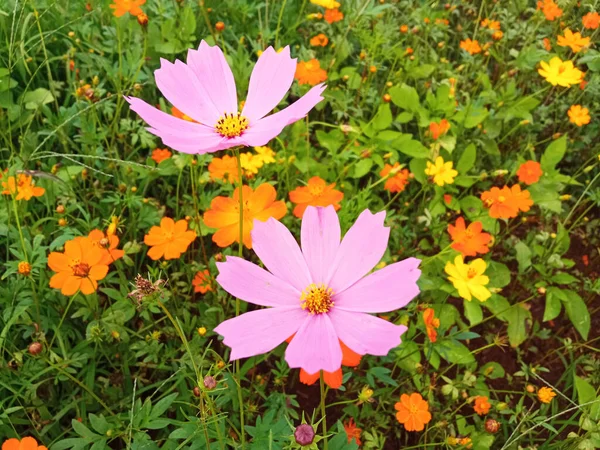 閉じる コスモスの花ピンク色の花の花株の写真 観葉植物 春の花のための柔らかいぼやけた背景を開花 — ストック写真
