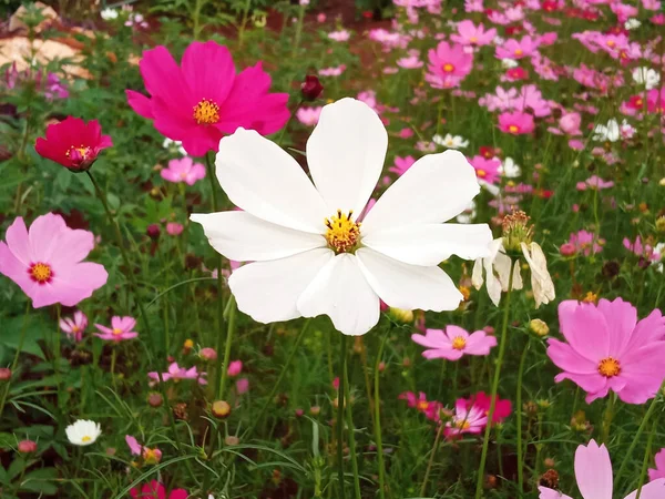 Nahaufnahme Einzelne Kosmos Blume Weiße Farbe Blume Blühen Weichen Verschwommenen — Stockfoto