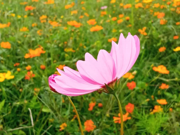Close Single Cosmos Flower Pink Color Flower Blossom Blooming Soft — 图库照片