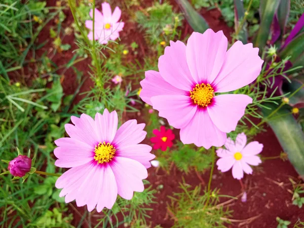 Blisko Kosmos Kwiat Różowy Kolor Kwiat Kwiat Kwitnący Miękkie Rozmyte — Zdjęcie stockowe