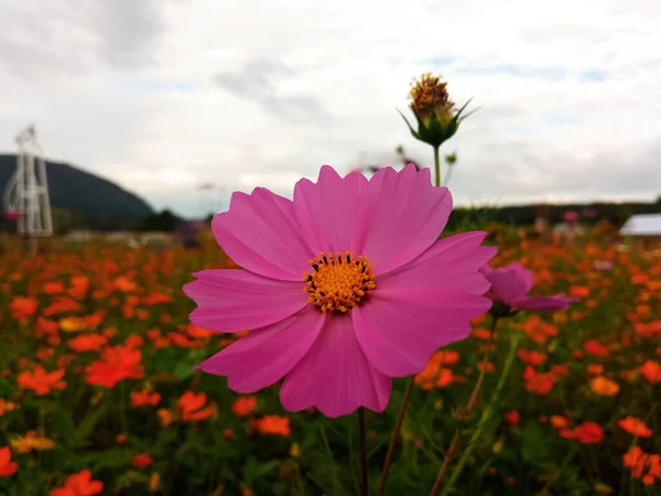 Yaklaş Tek Kozmos Çiçeği Pembe Çiçek Çiçek Çiçek Tomurcuklanan Yumuşak — Stok fotoğraf