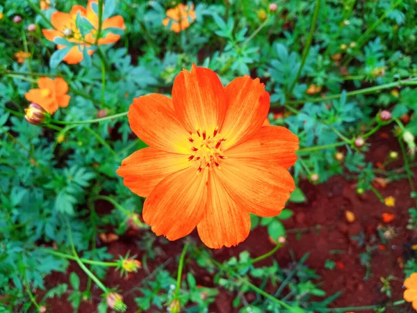 Blisko Pojedynczy Kosmos Kwiat Pomarańczowy Kolor Kwiat Kwiat Kwitnący Miękkie — Zdjęcie stockowe