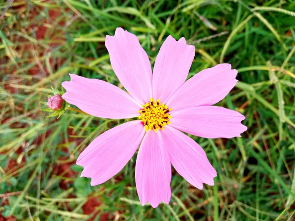 Close Jednoduchý Kosmos Květ Růžová Barva Květ Květ Měkké Rozmazané — Stock fotografie