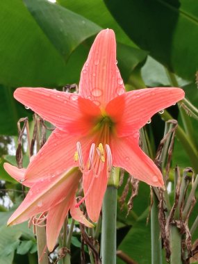 Yaklaş, tek portakallı su damlacıkları hippeastrum johnsonii çiçekleri çiçek açan bulanık arka plan fotoğraf ya da tasarım, ev bitkileri, bahar çiçekleri