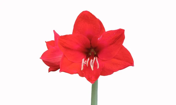 Blisko Pojedynczy Czerwony Hippeastrum Johnsonii Kwiat Kwiat Kwitnący Izolowany Białym — Zdjęcie stockowe