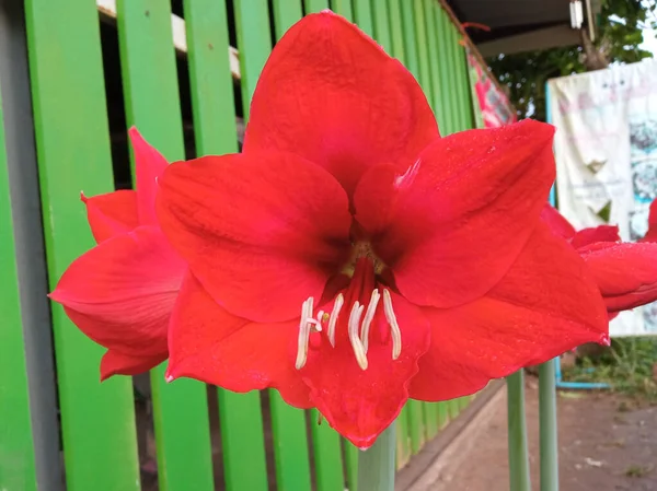 Blisko Pojedynczy Czerwony Hippeastrum Johnsonii Kwiat Kwiat Kwitnący Niewyraźne Tło — Zdjęcie stockowe