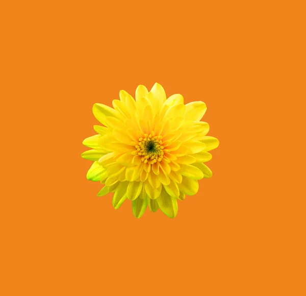Top Veiw Chrysanthèmes Simples Luminescents Fleur Jaune Fleur Floraison Isolé — Photo