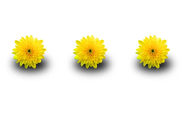 Top Veiw Brigness Σύνολο Τρία Χρυσάνθεμα Λουλούδι Κίτρινο Άνθος Χρώμα — Φωτογραφία Αρχείου