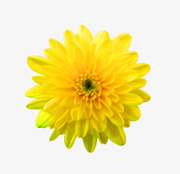 Топовий Колір Яскравість Окремих Хризантем Квітка Жовтого Кольору Розквітає Ізольовано — стокове фото