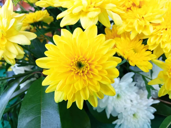 Top Veiw Luminosité Chrysanthèmes Simples Fleur Jaune Fleur Fleur Fond Photos De Stock Libres De Droits