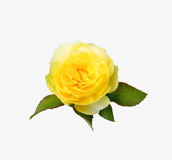 Zbliżenie Żółte Róże Kwiat Kwiat Kwiat Wyizolowany Białym Tle Magazynie — Zdjęcie stockowe