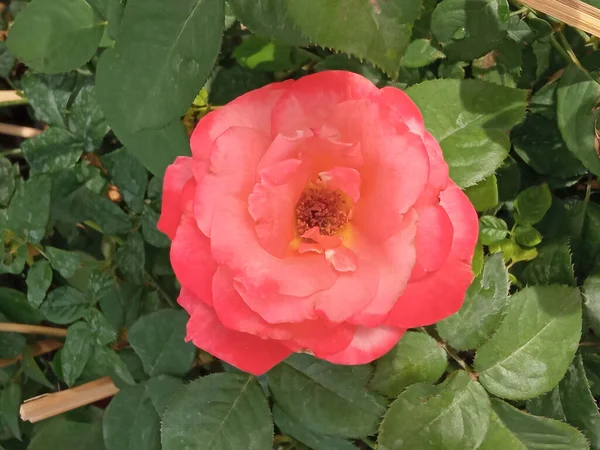 Gros Plans Fleurs Roses Roses Fleurissent Sur Arbre Doux Brouille — Photo