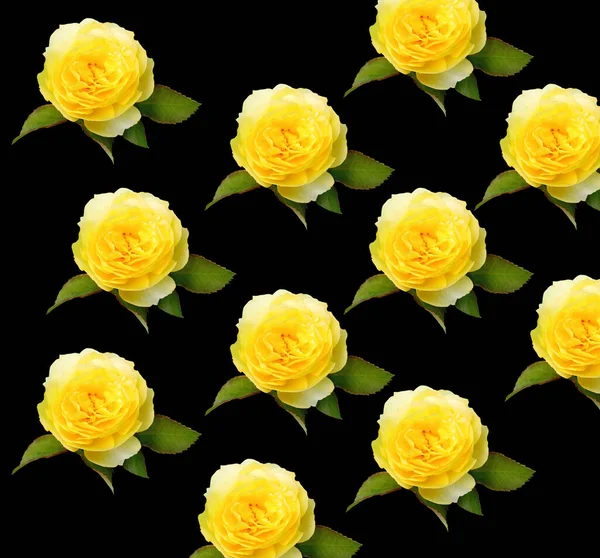 顶部观景 图案集黄玫瑰花开花结果于一身 背景为黑色 图案集自然花 卡片为一体 — 图库照片