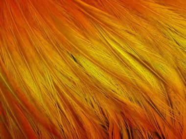 Üst görünüm, soyut yumuşak bulanık tavuk tüyü arka plan tasarımı için sarı renk, reklam ürünü, fasion