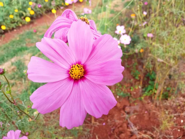 Nahaufnahme Einzelne Kosmos Blume Rosa Farbe Blume Blühen Weichen Verschwommenen — Stockfoto