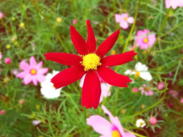 Blisko Pojedynczy Kosmos Kwiat Czerwony Kolor Kwiat Kwiat Kwitnący Miękkie — Zdjęcie stockowe