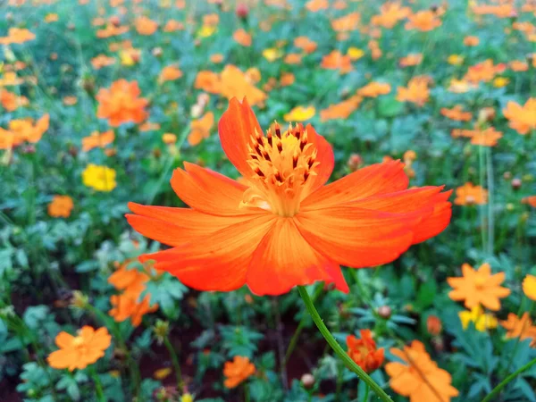 近距离观察 单宇宙花橙色花橙色花绽放柔和模糊的背景照片 室内植物 春天植物 — 图库照片