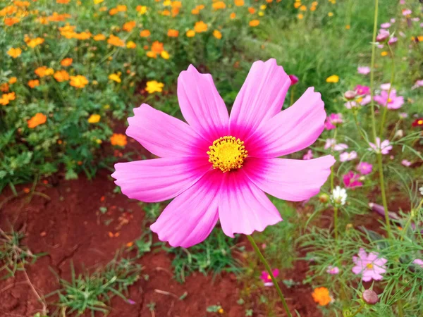 Close Single Cosmos Flower White Pink Color Flower Blossom Blooming — 图库照片