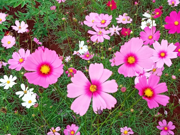 Крупним Планом Квітка Космосу Рожевого Кольору Квітка Розквітає Який Розмитий — стокове фото
