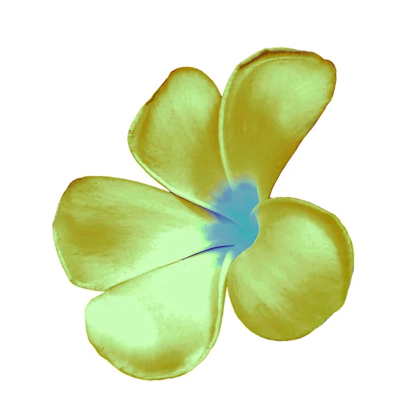 Крупный План Франжипани Цветы Золотисто Желтого Цвета Цветение Изоляции Белом — стоковое фото