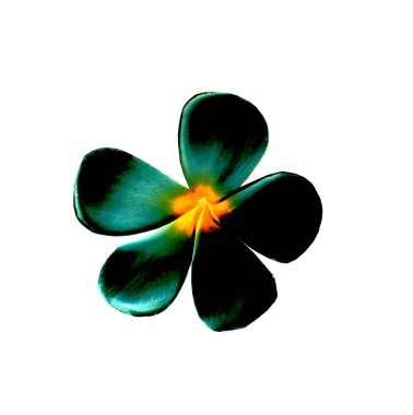 Yakın plan, Frangipani çiçekleri siyah saf cyan renk çiçekleri beyaz arkaplanda tasarım fotoğrafı, Plumeria, Mezarlık Ağacı için izole edilmiş.