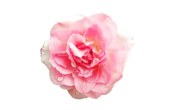 Closeup Pink Colour Single Rose Flower Blossom Blooming White Background — Stock Photo, Image