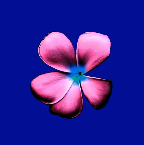 Closeup, Frangipani flowers black pink color blossoml bloom isolated on blue background for design stock photo ,Plumeria, Graveyard Tree