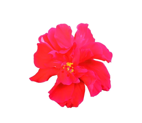 Zbliżenie Czerwony Kolor Hibiskus Kwiat Kwiat Kwitnący Izolowany Białym Tle — Zdjęcie stockowe