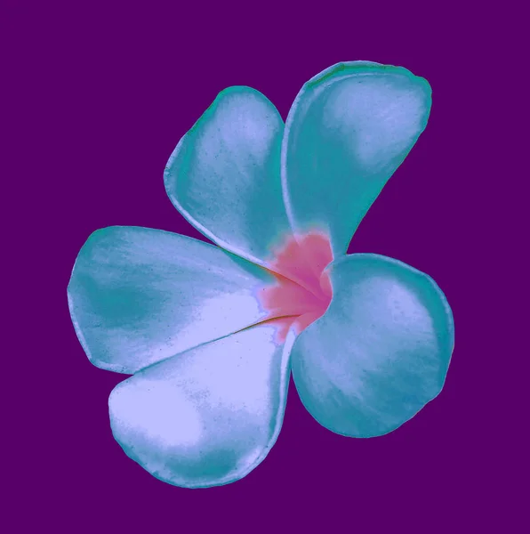 閉じる フランジパニの花白純粋なシアン色の花は デザインのストックフォト プルメリア 墓地の木のための紫の背景に隔離された花を咲かせます — ストック写真